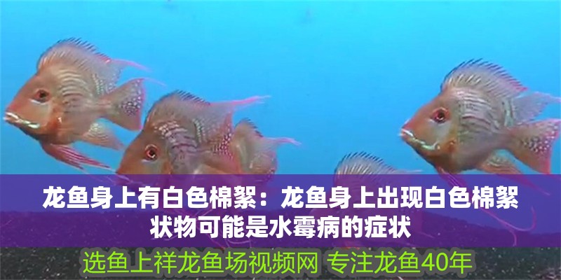 龍魚身上有白色棉絮：龍魚身上出現白色棉絮狀物可能是水霉病的癥狀