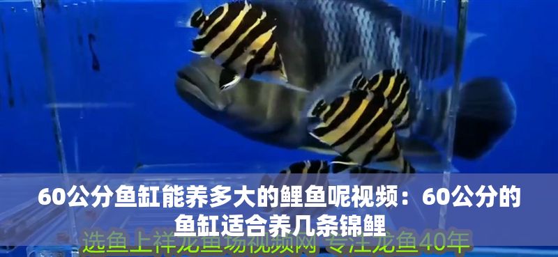 60公分魚(yú)缸能養(yǎng)多大的鯉魚(yú)呢視頻：60公分的魚(yú)缸適合養(yǎng)幾條錦鯉