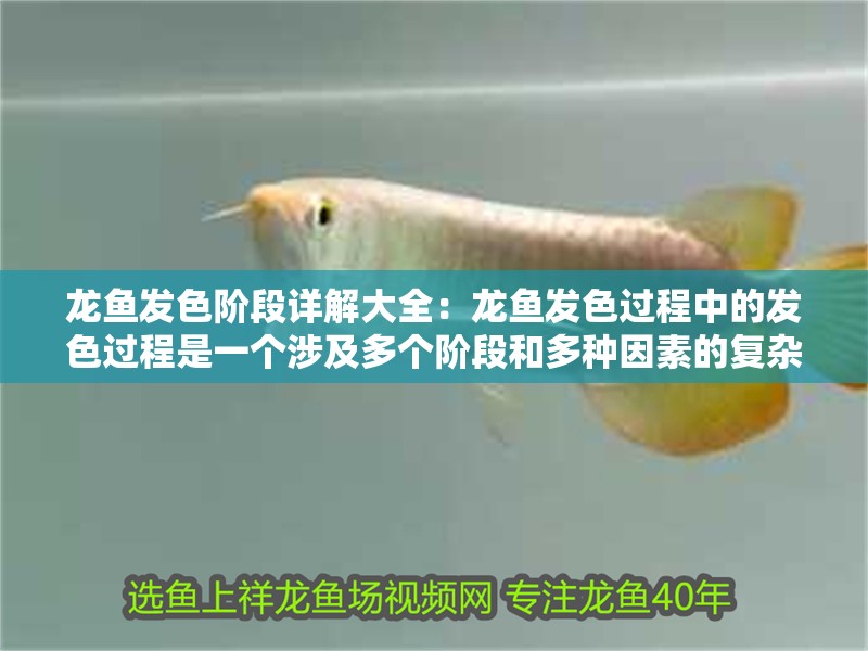 龍魚發色階段詳解大全：龍魚發色過程中的發色過程是一個涉及多個階段和多種因素的復雜過程