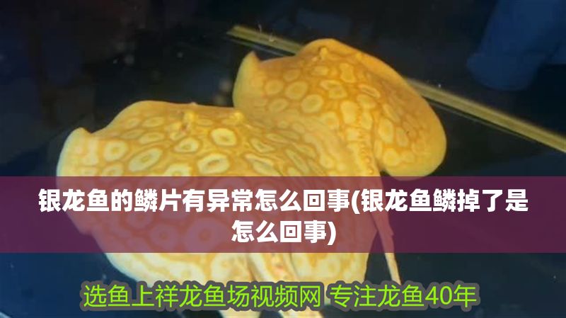 銀龍魚的鱗片有異常怎么回事(銀龍魚鱗掉了是怎么回事) 銀龍魚的鱗片有異常怎么回事(銀龍魚鱗掉了是怎么回事) 銀龍魚百科 第1張