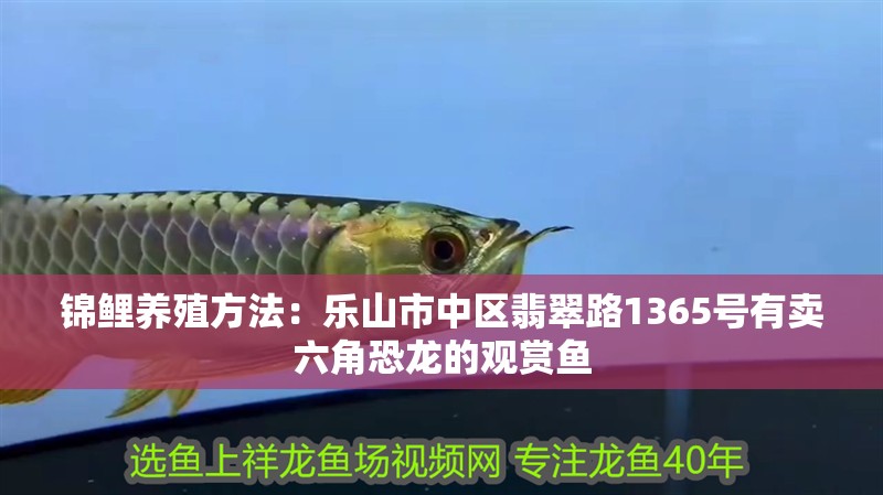 錦鯉養(yǎng)殖方法：樂山市中區(qū)翡翠路1365號有賣六角恐龍的觀賞魚