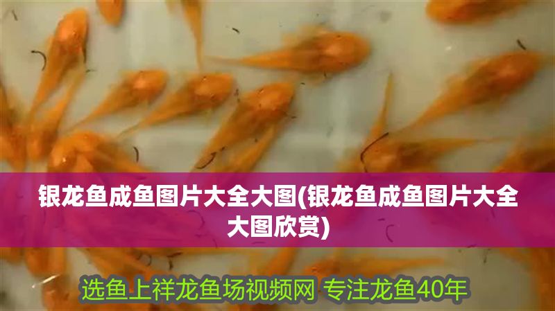 銀龍魚成魚圖片大全大圖(銀龍魚成魚圖片大全大圖欣賞)