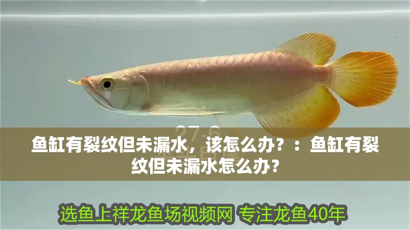 魚缸有裂紋但未漏水，該怎么辦？：魚缸有裂紋但未漏水怎么辦？ 魚缸有裂紋但未漏水，該怎么辦？：魚缸有裂紋但未漏水怎么辦？ 魚缸百科