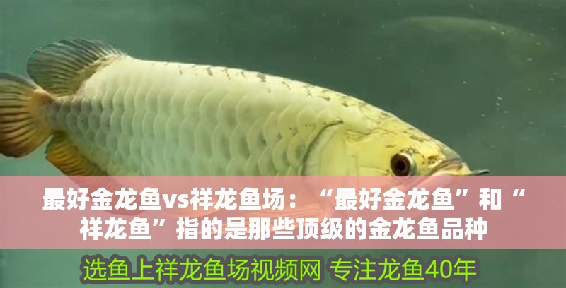 最好金龍魚vs祥龍魚場：“最好金龍魚”和“祥龍魚”指的是那些頂級的金龍魚品種