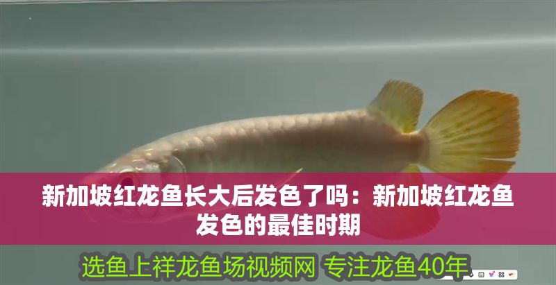 新加坡紅龍魚長(zhǎng)大后發(fā)色了嗎：新加坡紅龍魚發(fā)色的最佳時(shí)期