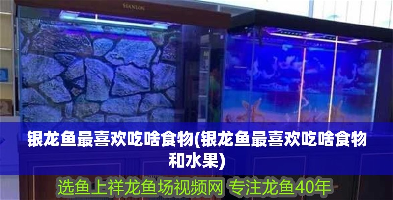 銀龍魚最喜歡吃啥食物(銀龍魚最喜歡吃啥食物和水果)