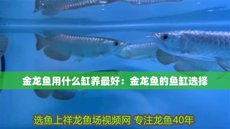 金龍魚用什么缸養(yǎng)最好：金龍魚的魚缸選擇