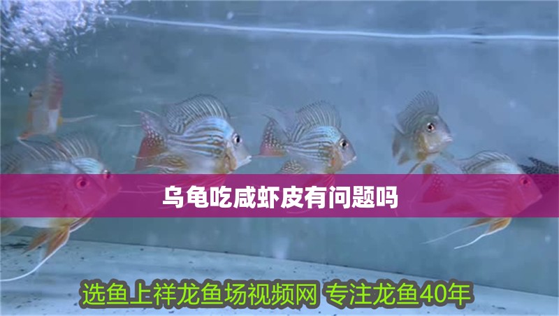 烏龜吃咸蝦皮有問題嗎