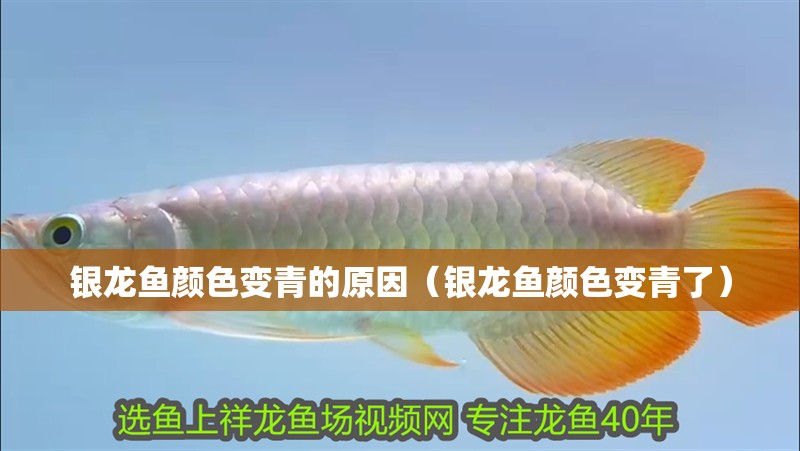 銀龍魚顏色變青的原因（銀龍魚顏色變青了）