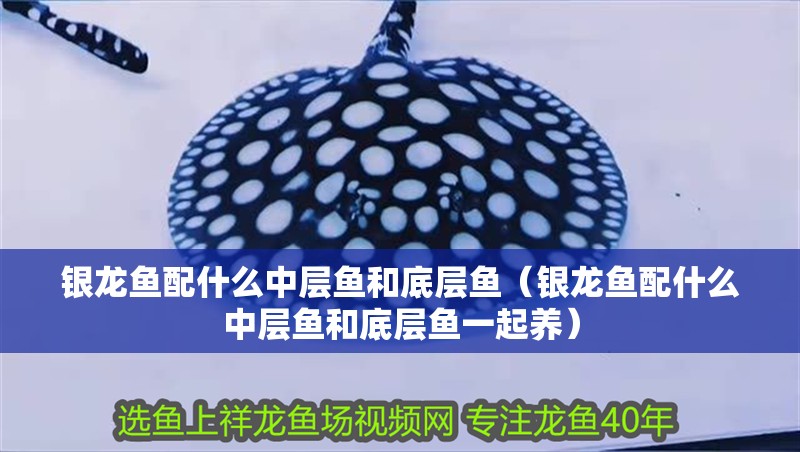 銀龍魚配什么中層魚和底層魚（銀龍魚配什么中層魚和底層魚一起養(yǎng)）