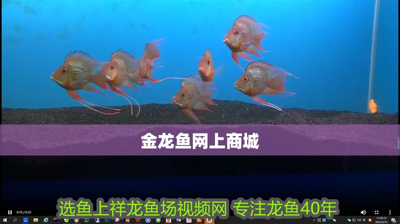 金龍魚網上商城