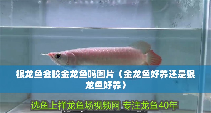 銀龍魚會咬金龍魚嗎圖片（金龍魚好養(yǎng)還是銀龍魚好養(yǎng)）