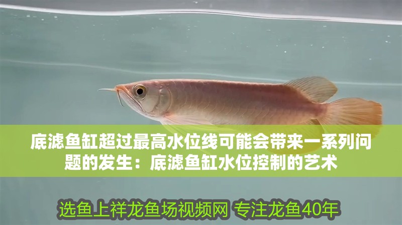 底濾魚缸超過最高水位線可能會帶來一系列問題的發生：底濾魚缸水位控制的藝術
