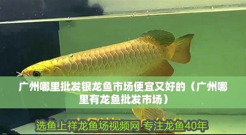廣州哪里批發銀龍魚市場便宜又好的（廣州哪里有龍魚批發市場）