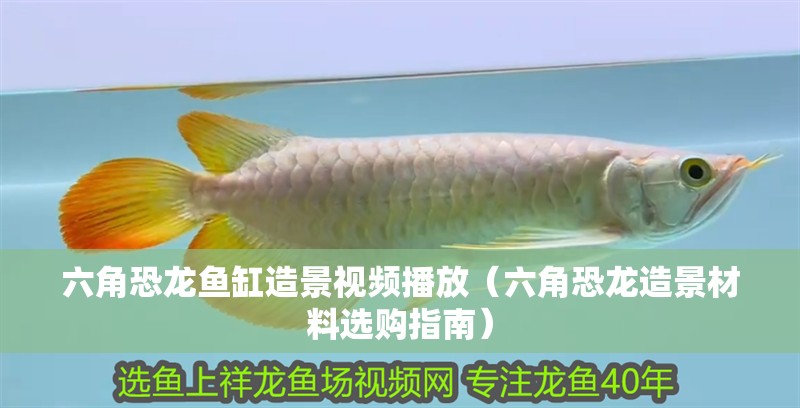 六角恐龍魚缸造景視頻播放（六角恐龍造景材料選購指南）