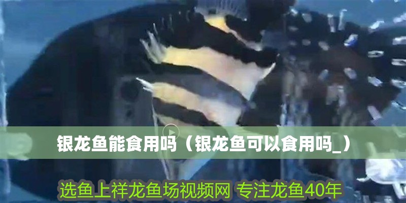 銀龍魚能食用嗎（銀龍魚可以食用嗎_）