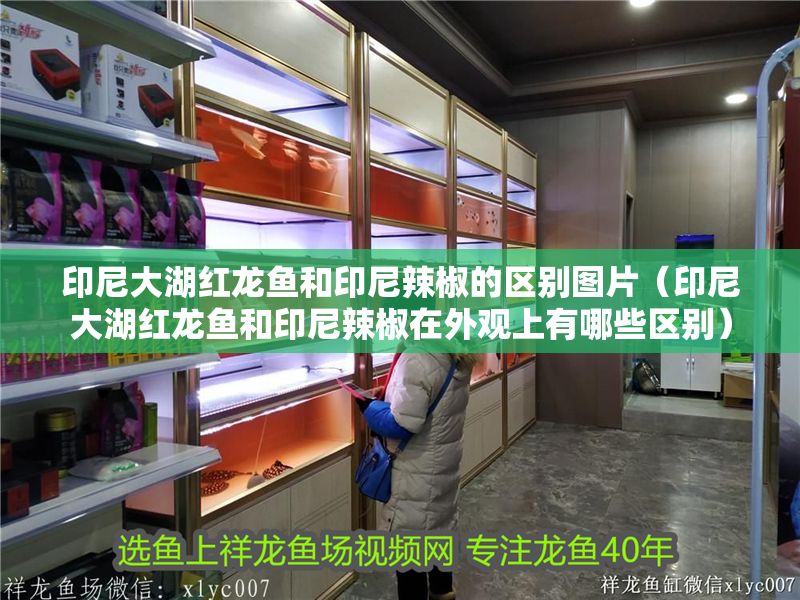 印尼大湖紅龍魚和印尼辣椒的區別圖片(印尼大湖紅龍魚和印尼辣椒在外觀上有哪些區別) 大湖紅龍魚百科 第1張 印尼大湖紅龍魚和印尼辣椒的區別圖片(印尼大湖紅龍魚和印尼辣椒在外觀上有哪些區別) 印尼大湖紅龍魚和印尼辣椒的區別圖片(印尼大湖紅龍魚和印尼辣椒在外觀上有哪些區別) 大湖紅龍魚百科 第1張