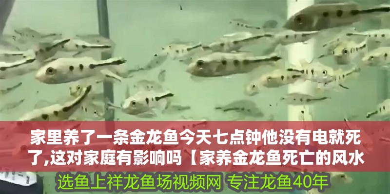 家里養(yǎng)了一條金龍魚今天七點鐘他沒有電就死了,這對家庭有影響嗎【家養(yǎng)金龍魚死亡的風水說法】