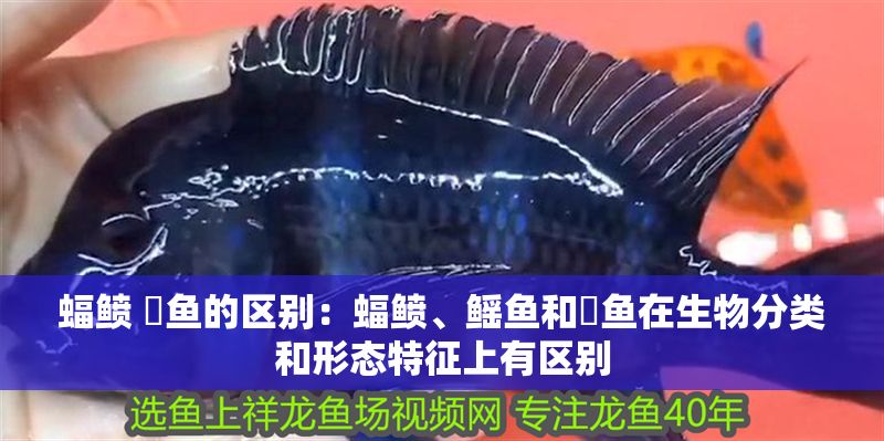 蝠鲼 魟魚的區別：蝠鲼、鰩魚和魟魚在生物分類和形態特征上有區別