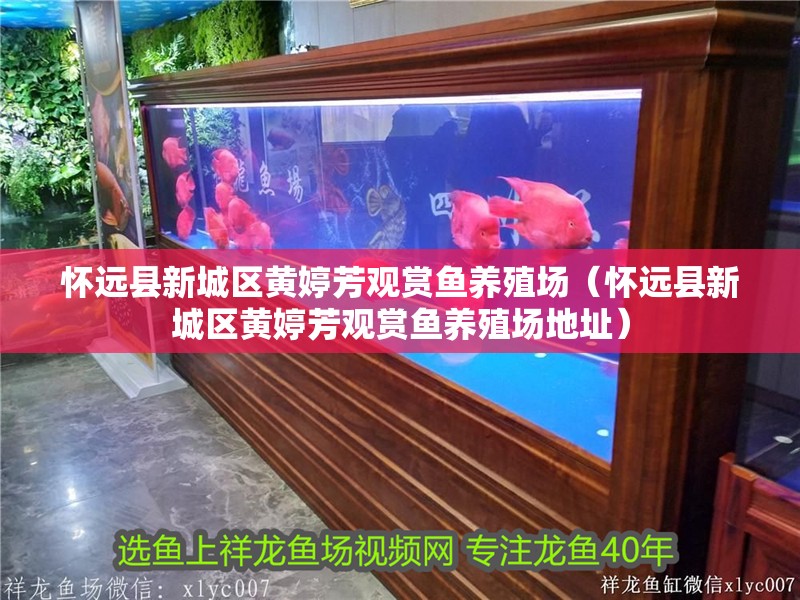 懷遠縣新城區黃婷芳觀賞魚養殖場（懷遠縣新城區黃婷芳觀賞魚養殖場地址）