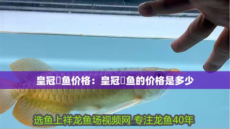 皇冠魟魚價格：皇冠魟魚的價格是多少