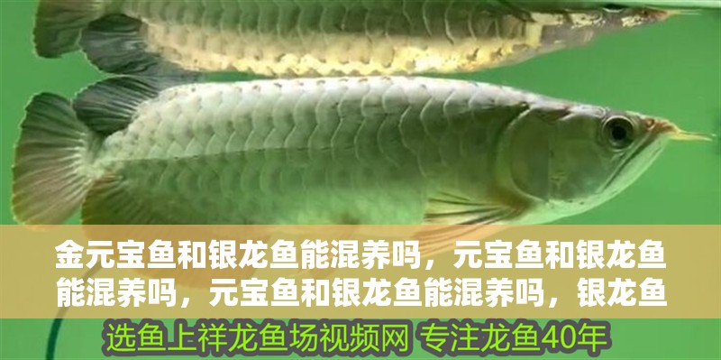 金元寶魚和銀龍魚能混養(yǎng)嗎，元寶魚和銀龍魚能混養(yǎng)嗎，元寶魚和銀龍魚能混養(yǎng)嗎，銀龍魚和銀龍魚能混養(yǎng)嗎
