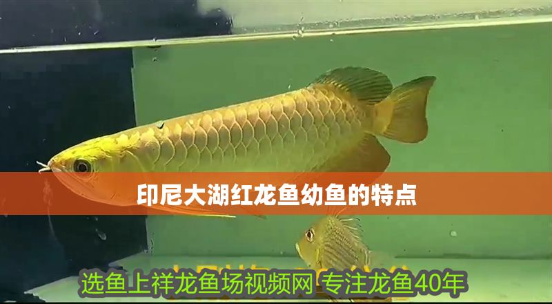 印尼大湖紅龍魚幼魚的特點