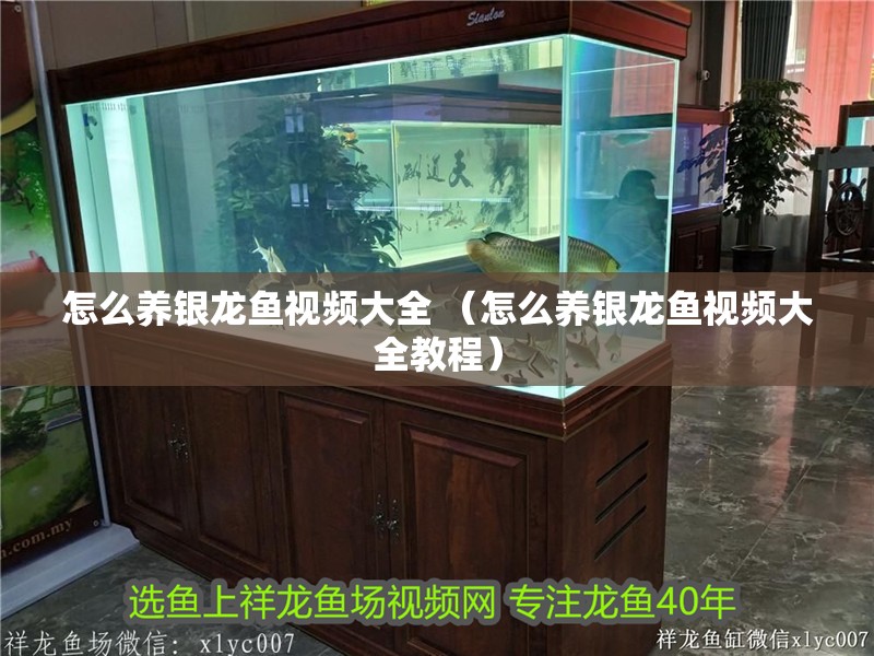 怎么養銀龍魚視頻大全 （怎么養銀龍魚視頻大全教程）