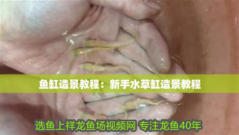 魚缸過濾器選購指南:自制魚缸過濾器魚缸上置過濾器對于養(yǎng)魚愛好者的必備知識 魚缸造景教程:新手水草缸造景教程 魚缸百科 魚缸造景教程:新手水草缸造景教程 魚缸造景教程:新手水草缸造景教程 魚缸百科