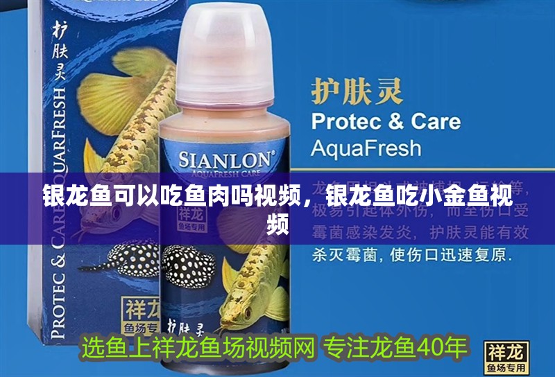 銀龍魚可以吃魚肉嗎視頻，銀龍魚吃小金魚視頻 銀龍魚可以吃魚肉嗎視頻，銀龍魚吃小金魚視頻 銀龍魚百科