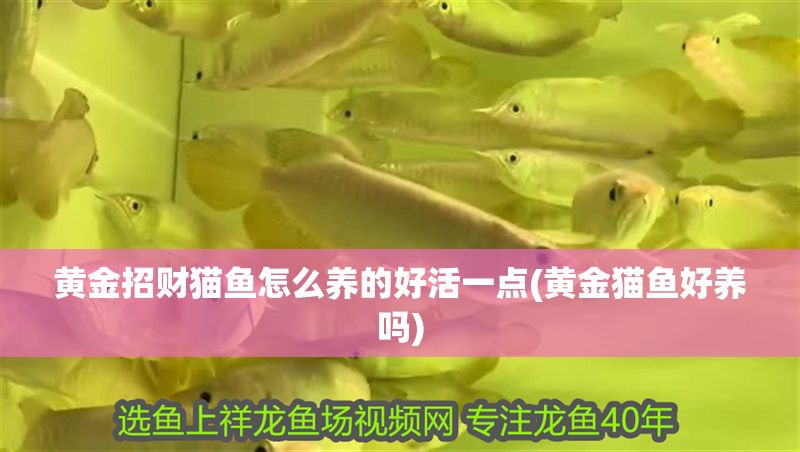 黃金招財(cái)貓魚怎么養(yǎng)的好活一點(diǎn)(黃金貓魚好養(yǎng)嗎)