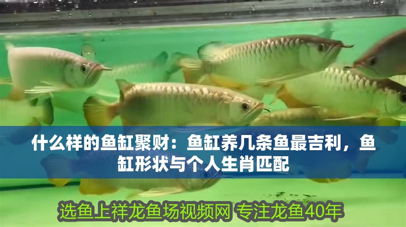 什么樣的魚缸聚財(cái)：魚缸養(yǎng)幾條魚最吉利，魚缸形狀與個(gè)人生肖匹配
