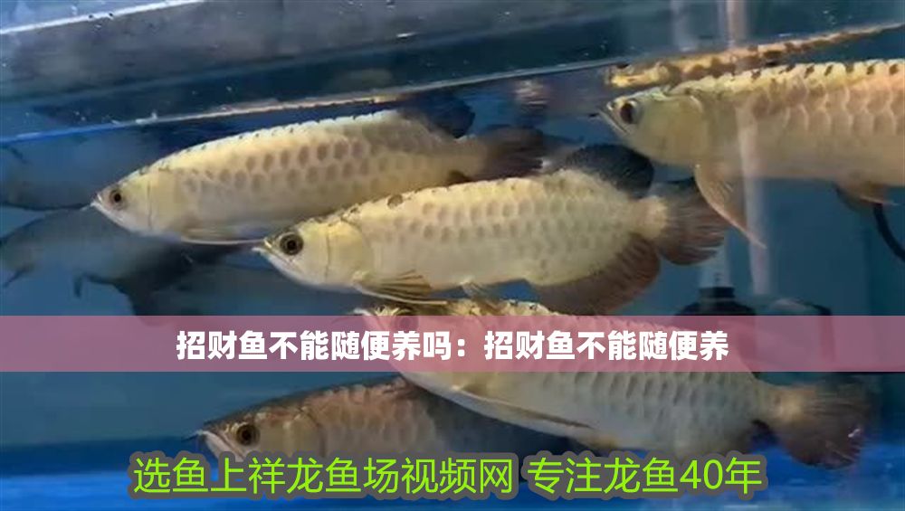 詳細閱讀:招財魚不能隨便養嗎:招財魚不能隨便養 招財魚不能隨便養嗎:招財魚不能隨便養