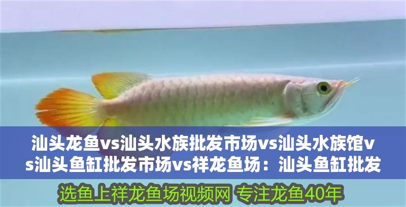 汕頭龍魚vs汕頭水族批發市場vs汕頭水族館vs汕頭魚缸批發市場vs祥龍魚場：汕頭魚缸批發市場