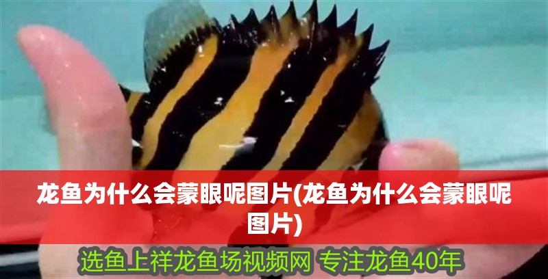 龍魚為什么會蒙眼呢圖片(龍魚為什么會蒙眼呢圖片)