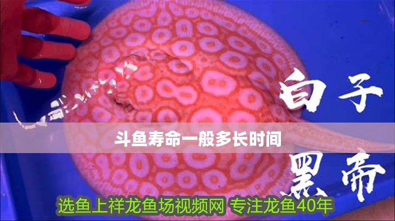 斗魚壽命一般多長時間