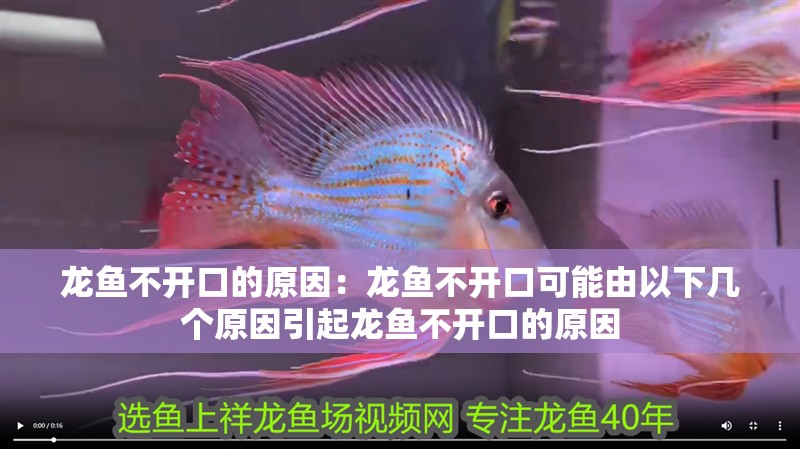 龍魚不開口的原因：龍魚不開口可能由以下幾個(gè)原因引起龍魚不開口的原因