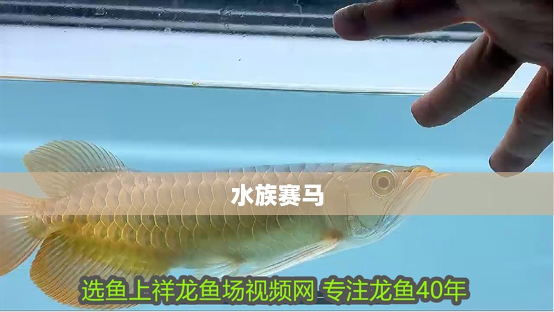 水族賽馬