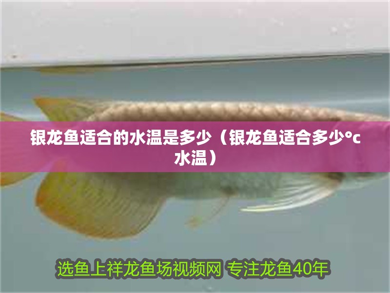 銀龍魚適合的水溫是多少（銀龍魚適合多少°c水溫）