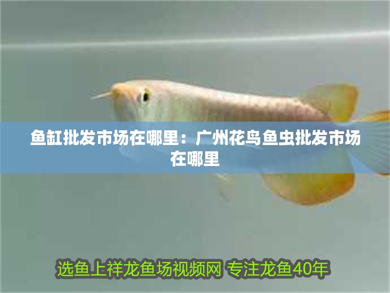 魚缸批發市場在哪里：廣州花鳥魚蟲批發市場在哪里
