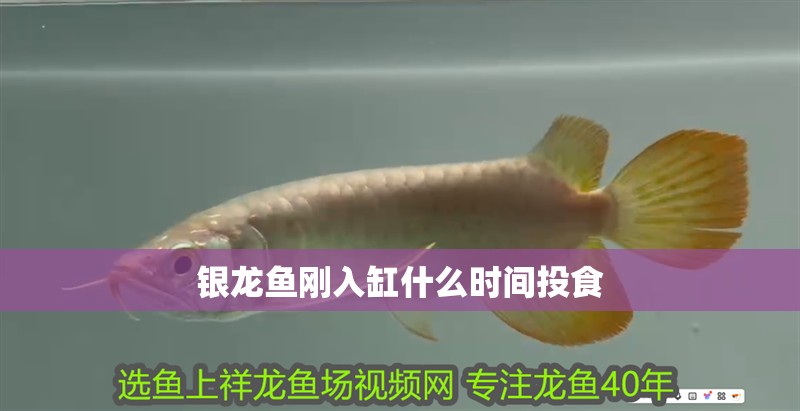 銀龍魚剛入缸什么時間投食