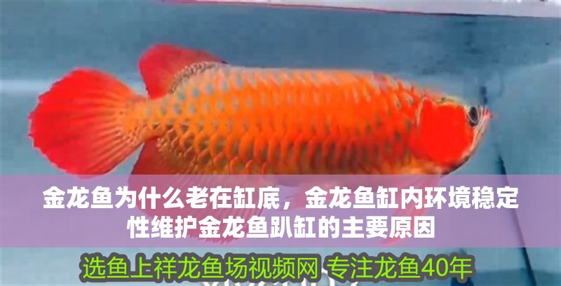 金龍魚為什么老在缸底，金龍魚缸內環境穩定性維護金龍魚趴缸的主要原因