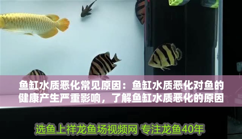 魚缸水質惡化常見原因：魚缸水質惡化對魚的健康產生嚴重影響，了解魚缸水質惡化的原因