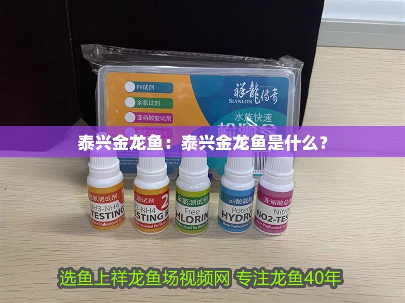 泰興金龍魚：泰興金龍魚是什么？