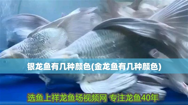 銀龍魚有幾種顏色(金龍魚有幾種顏色)