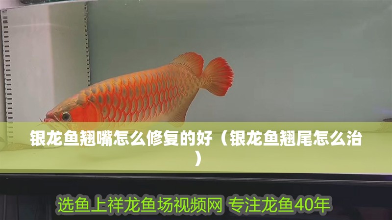 銀龍魚(yú)翹嘴怎么修復(fù)的好（銀龍魚(yú)翹尾怎么治）