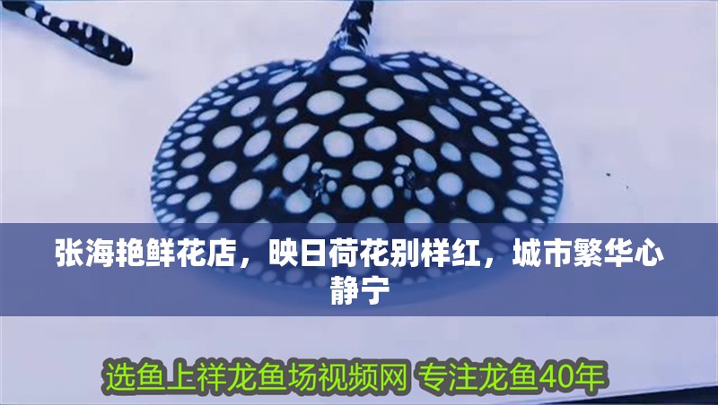 張海艷鮮花店，映日荷花別樣紅，城市繁華心靜寧