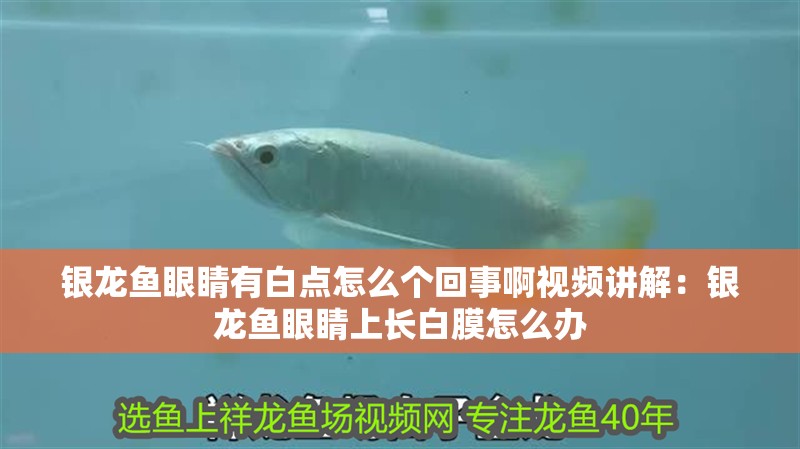 銀龍魚眼睛有白點怎么個回事啊視頻講解：銀龍魚眼睛上長白膜怎么辦