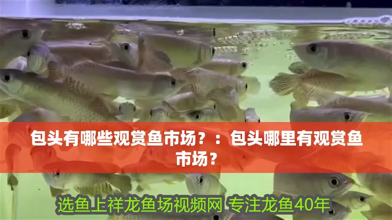 包頭有哪些觀賞魚市場？：包頭哪里有觀賞魚市場？