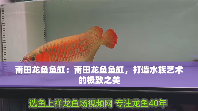 莆田龍魚魚缸：莆田龍魚魚缸，打造水族藝術的極致之美